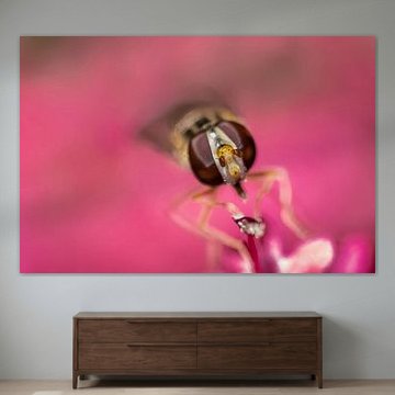 Papillon de nuit sur une fleur rose