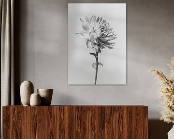 Dahlia fine art sur Flower artist Sander van Laar