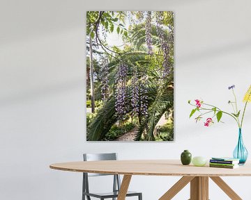 Wisteria flowers with palm leaves in the background in Jardins d'Alfàbia | Travel Photography by Kelsey van den Bosch