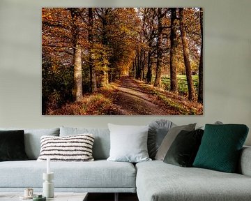 Chemin forestier avec des arbres en automne. sur Brian Morgan