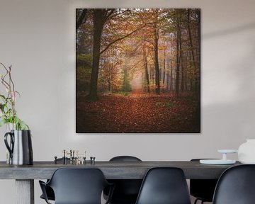 Promenade dans la forêt sur Joost Lagerweij