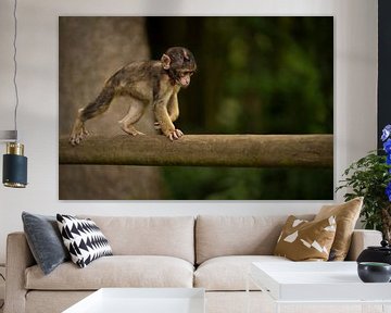 bébé singe marche sur un tronc d'arbre sur Special Moments MvL