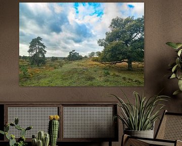 Eiken en dennen op de heide bij natuurgebied Veluwezoom