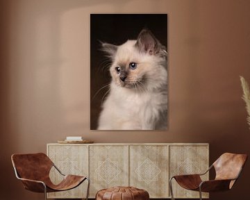 Portret kitten van Special Moments MvL