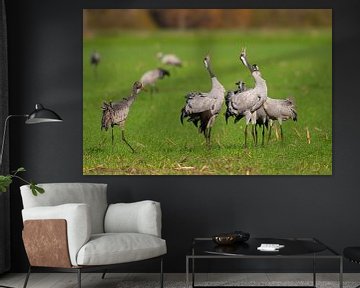 Crane birds displaying in a field during autumn migration by Sjoerd van der Wal Photography