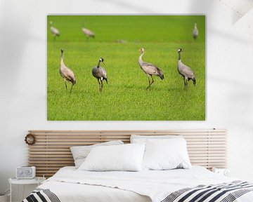 Crane birds family resting and feeding in a field during autumn by Sjoerd van der Wal Photography