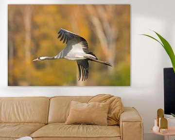 Volwassen kraanvogel vliegend over een veld met een bos op de achtergrond van Sjoerd van der Wal Fotografie