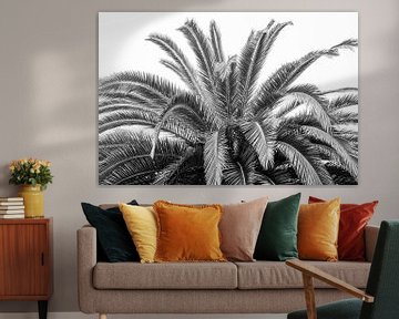 Schwarze und weiße Palmenblätter in Spanien - Natur- und Reisefotografie von Christa Stroo photography