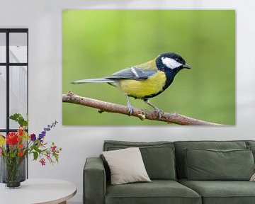 Great Tit (Parus major) by Dirk Rüter