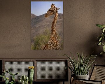 Giraf van Jacco van Son