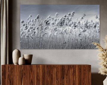 Reed plumes Ooijpolder by Enrico Veneziano
