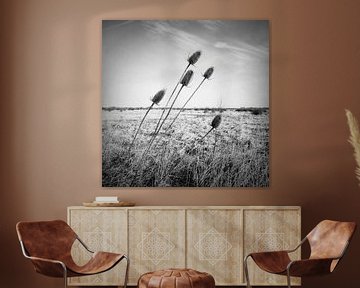 Thistle Ooijpolder by Enrico Veneziano