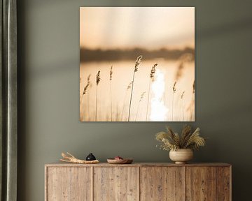 Reeds and grasses by the lake at sunset