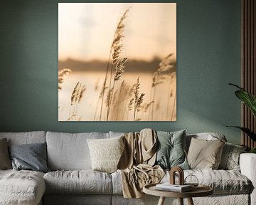 Reeds and grasses by the lake at sunset