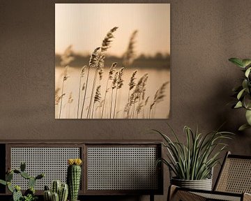 Reeds and grasses by the lake at sunset