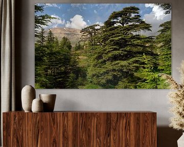 Forêt de cèdres au Liban sur x imageditor