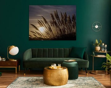 Ornamental grass against the background of the rising sun. by Robert Szczotka