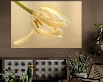 Witte tulp in wit van Wilma Overwijn