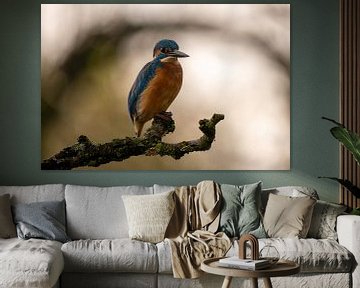 Eisvogel auf einem Ast vor einem schönen Bokeh-Hintergrund von Gianni Argese