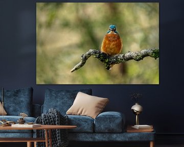 Eisvogel auf einem Ast vor einem schönen Bokeh-Hintergrund von Gianni Argese