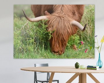 Schottischer Highlander, auch bekannt als Highland Cow von Rini Kools