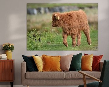 Highland calf by Rini Kools