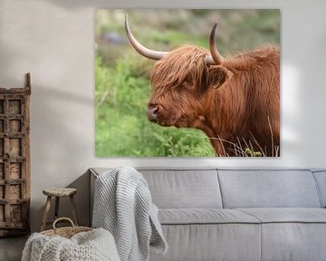Schottischer Highlander, auch bekannt als Highland Cow von Rini Kools