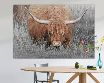 Schotse hooglander, ook wel Highland Cow genoemd van Rini Kools