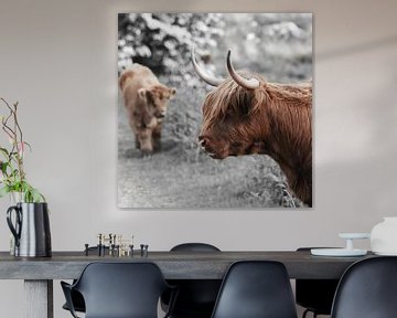 Schottischer Highlander, auch bekannt als Highland Cow von Rini Kools