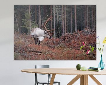 Reindeer in autumn forest by Vincent Croce