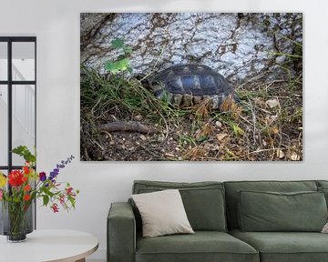 Schildkröte inmitten von Blättern auf dem Philopappos-Hügel in Athen | Reisefotografie von Kelsey van den Bosch