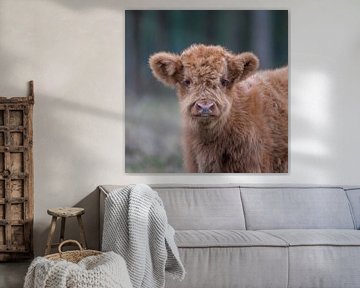 Neugieriges schottisches Highlander-Kalb von Karin van Rooijen Fotografie