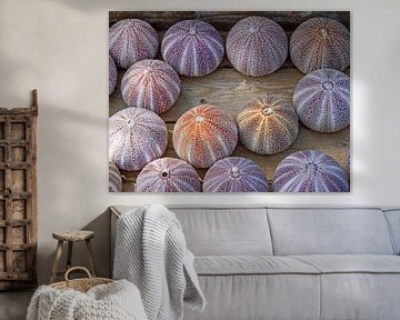 Sea urchin shells by Katrin May