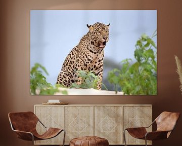 Jaguar on the lookout from a river dune, Pantanal, Brazil by Rini Kools