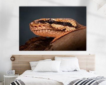 King python by Alvadela Design & Photography