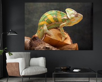 Chameleon by Alvadela Design & Photography