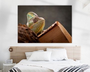 Chameleon by Alvadela Design & Photography