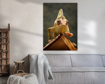 Kameleon van Alvadela Design & Photography
