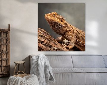 Bearded dragon by Alvadela Design & Photography