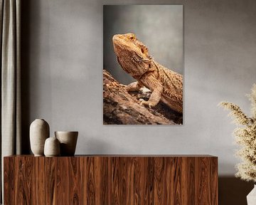 Bearded dragon by Alvadela Design & Photography