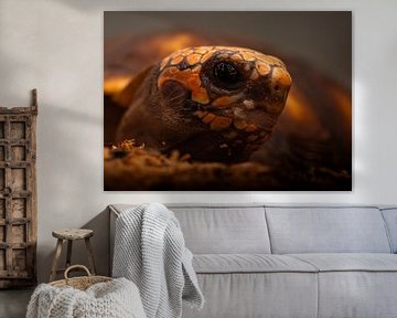 Tortue de feu sur Alvadela Design & Photography