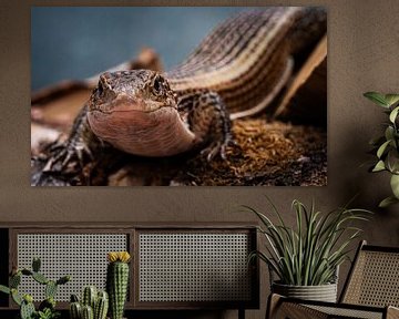 Lizard by Alvadela Design & Photography