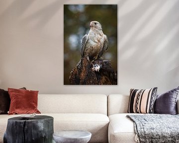 vautour faucon sur Andy van der Steen - Fotografie
