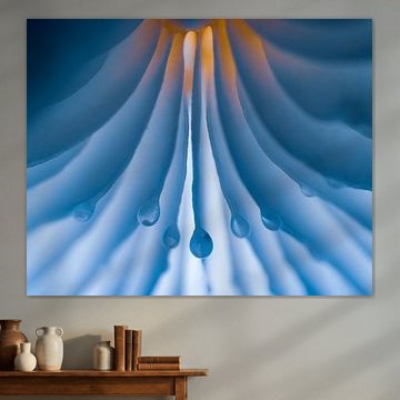 Gouttes de pluie suspendues à un champignon de porcelaine