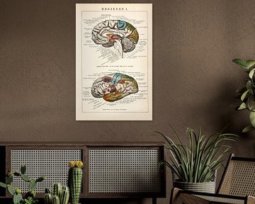 Anatomie. Hersenen I van Studio Wunderkammer