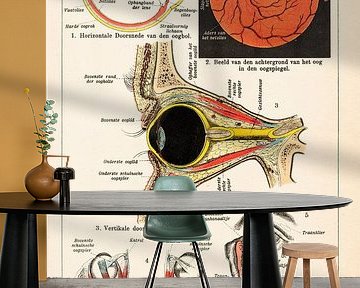 Anatomie. Het oog van de mens van Studio Wunderkammer