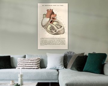 Anatomie. Het menselijk hart van voren. van Studio Wunderkammer