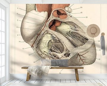 Anatomie. Het menselijk hart van voren. van Studio Wunderkammer