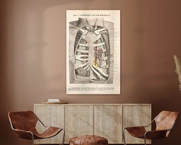 Anatomy. Front of the chest by Studio Wunderkammer