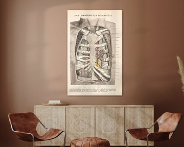 Anatomie. Voorzijde van de borstkas van Studio Wunderkammer